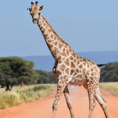 valeria-hutter-0FdCO4C_R8M-unsplash valeria-hutter-0FdCO4C_R8M-unsplash
